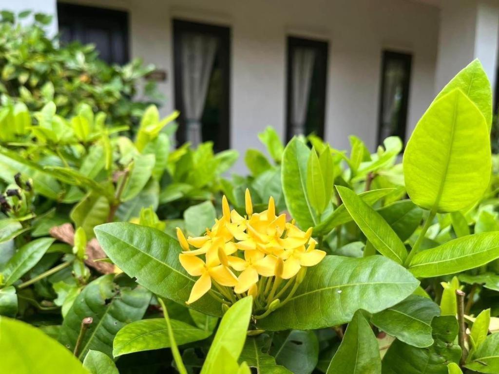 Baan Chuengkao Resort Ranong Buitenkant foto
