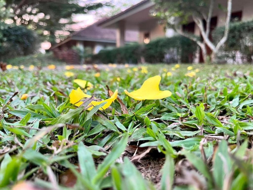 Baan Chuengkao Resort Ranong Buitenkant foto